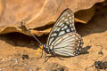 Siren Hestina persimilis persimilis