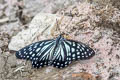 Siren Hestina persimilis persimilis