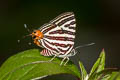 Small Long-banded Silverline Spindasis lohita himalayanus