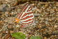 Small Long-banded Silverline Spindasis lohita himalayanus