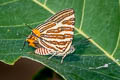 Small Long-banded Silverline Spindasis lohita himalayanus