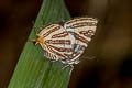 Small Long-banded Silverline Spindasis lohita senama