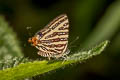 Small Long-banded Silverline Spindasis lohita senama