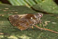 Small REdeye Gangara sanguinocculus