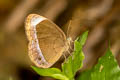 Small White-bar Bushbrown Mycalesis anaxias aemate