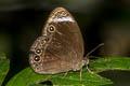 Small White-bar Bushbrown Mycalesis anaxias aemate