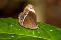 Small White-bar Bushbrown Mycalesis anaxias aemate