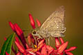 Small Branded Swift Pelopidas mathias mathias