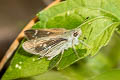 Small Branded Swift Pelopidas mathias mathias