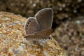 Small Grass Jewel Freyeria putli putli (Least Grass Jewel)