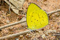 Small Grass Yellow Eurema brigatta hainana (Broad-bordered Grass Yellow)