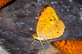 Small Leopard Phalanta alcippe alcippoides