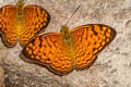 Small Leopard Phalanta alcippe alcippoides