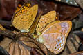 Small Leopard Phalanta alcippe alcippoides