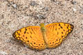 Small Leopard Phalanta alcippe alcippoides