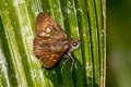 Small Narrow-spot Flitter Isma miosticta