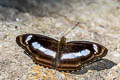 Small Staff Sergeant Athyma zeroca galaesus