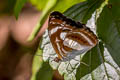 Small Staff Sergeant Athyma zeroca galaesus