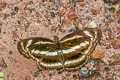 Small Staff Sergeant Athyma zeroca galaesus