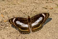 Small Staff Sergeant Athyma zeroca galaesus