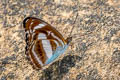 Small Staff Sergeant Athyma zeroca galaesus