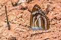 Small Staff Sergeant Athyma zeroca galaesus