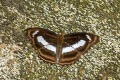 Small Staff Sergeant Athyma zeroca galaesus