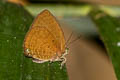 Small Tailless Oakblue Arhopala antimuta antimuta