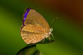 Small Tailless Oakblue Arhopala antimuta antimuta