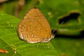 Small Tailless Oakblue Arhopala antimuta antimuta