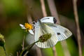 Small White Pieris rapae orientalis