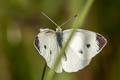 Small White Pieris rapae orientalis