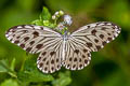 Small Wood Nymph Ideopsis gaura perakana