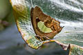 Southern Nawab Polyura hebe chersonesus