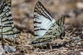 Spectacles Swordtail Graphium mandarinus kimurai