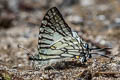 Spectacles Swordtail Graphium mandarinus kimurai