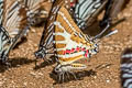 Spot Swordtail Graphium nomius swinhoei