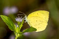 Spotless Grass Yelllow Eurema laeta pseudolaeta