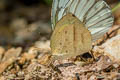 Spotless Grass Yelllow Eurema laeta pseudolaeta