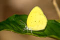 Spotless Grass Yelllow Eurema laeta pseudolaeta