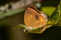 Spotless Oakblue Arhopala fulla ignara