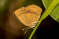 Spotless Oakblue Arhopala fulla ignara