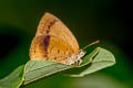 Spotless Oakblue Arhopala fulla ignara