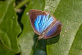 Spotless Oakblue Arhopala fulla ignara