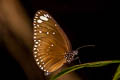 Spotted Black Crow Euploea crameri