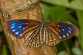 Spotted Palmfly Elymnias malelas