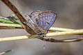 Spotted Pierrot Tarucus callinara