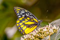 Spotted Sawtooth Prioneris thestylis thestylis