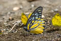 Spotted Sawtooth Prioneris thestylis thestylis