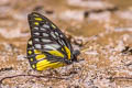 Spotted Sawtooth Prioneris thestylis thestylis